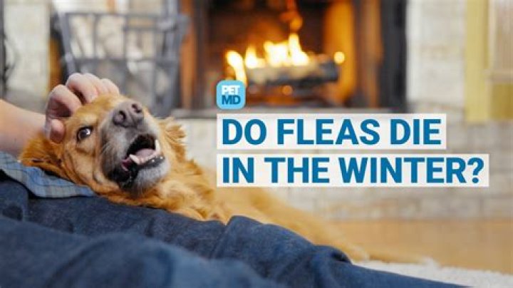 Do fleas die in the winter months?