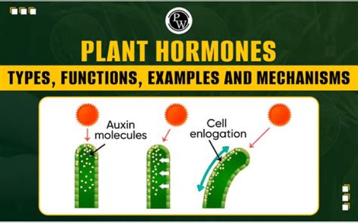 How do hormones affect plant growth?