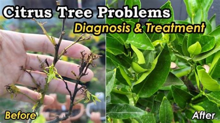 How do I get rid of caterpillars on my citrus trees naturally?