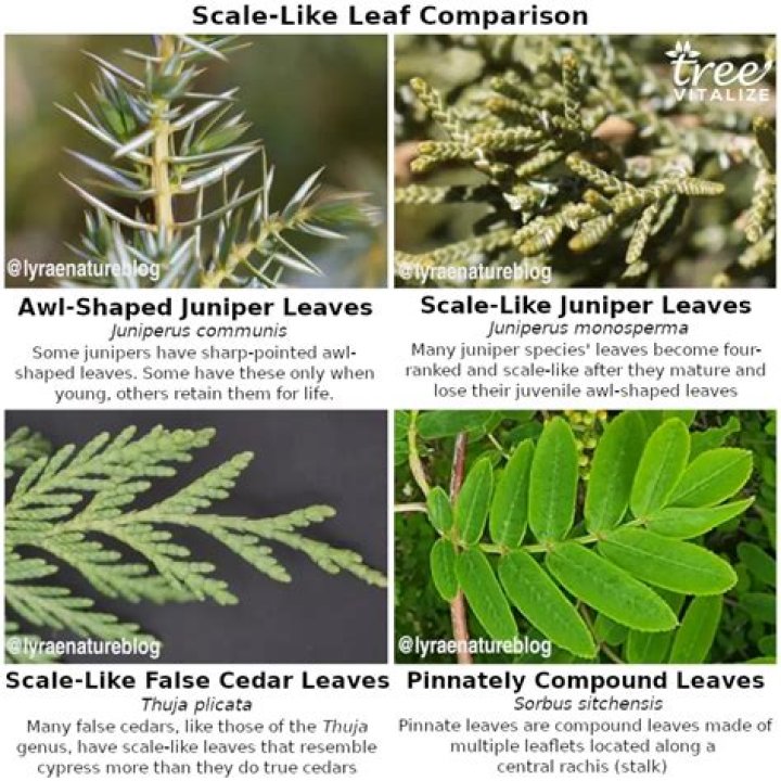 How do you shape a cedar tree?