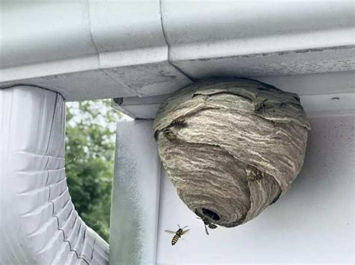 Is it safe to remove a hornets nest in the winter?